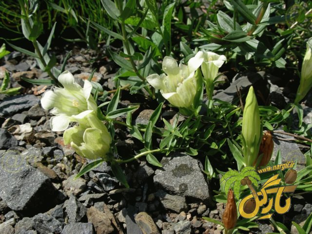 جنتیانا جلیدا